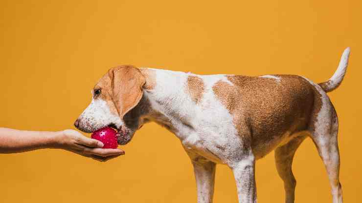 Giochi cani quali e quanti