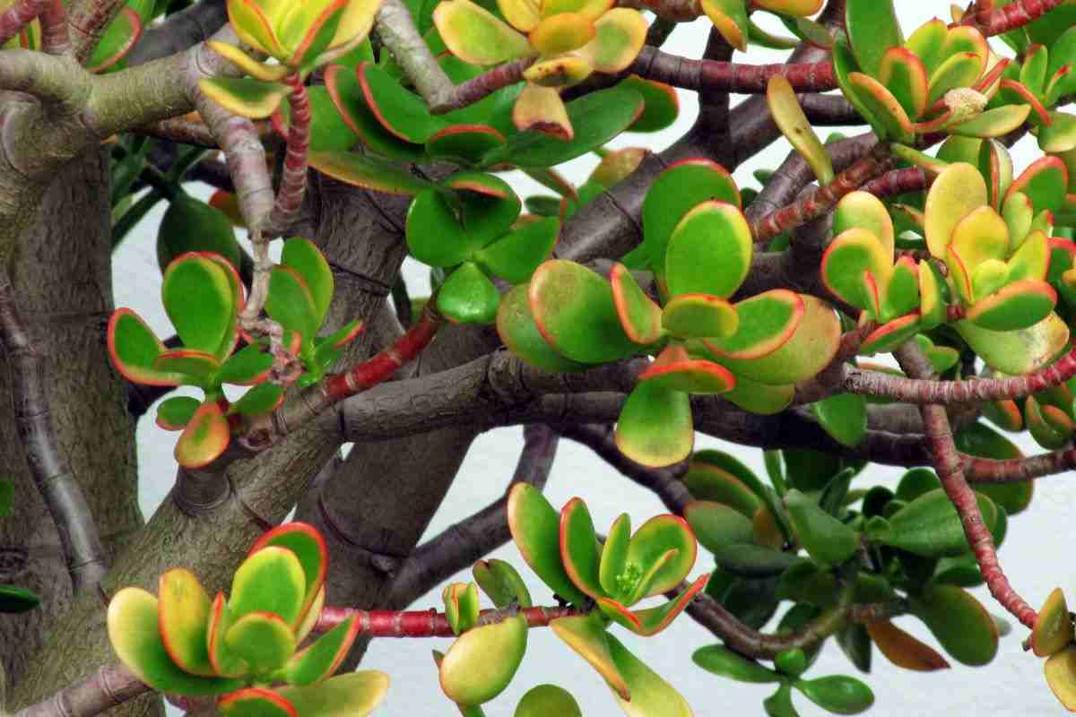 piante in casa pericolose