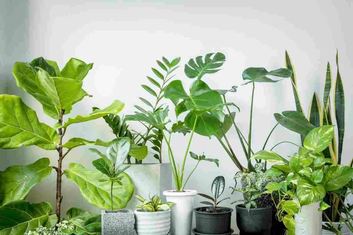 come preservare le piante dal riscaldamento