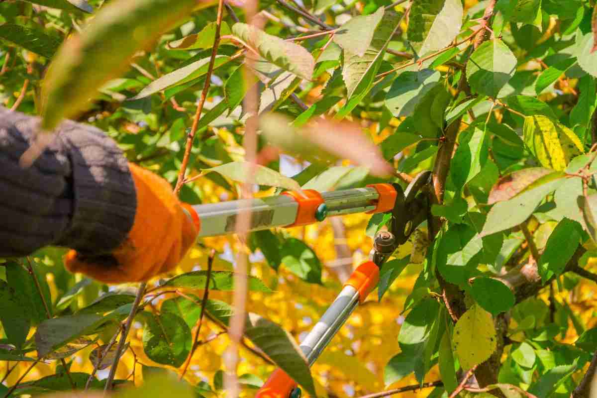 Potare le piante non è facile, come farlo in modo corretto: solo così  cresceranno in salute - Bio Pianeta