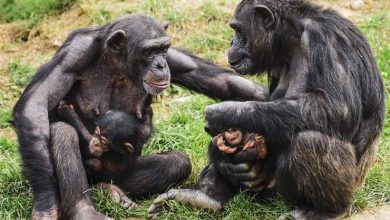 scimpanzé e menopausa, cosa rivela lo studio