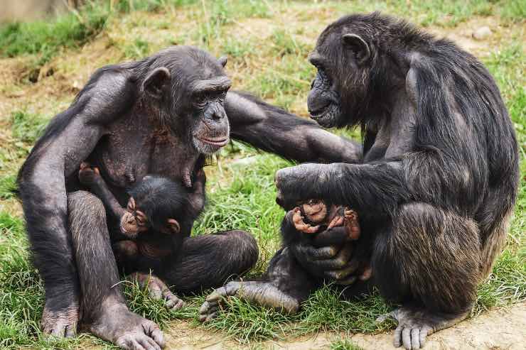 scimpanzé e menopausa, cosa rivela lo studio