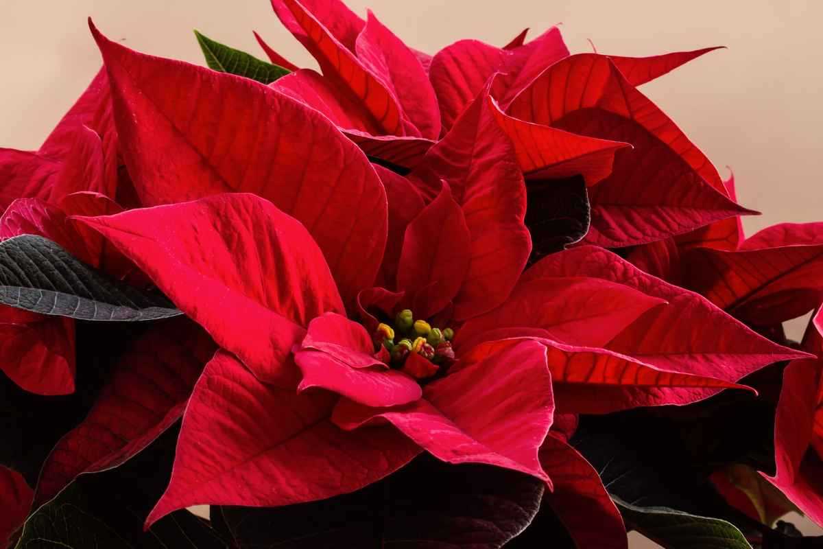 cura della stella di natale