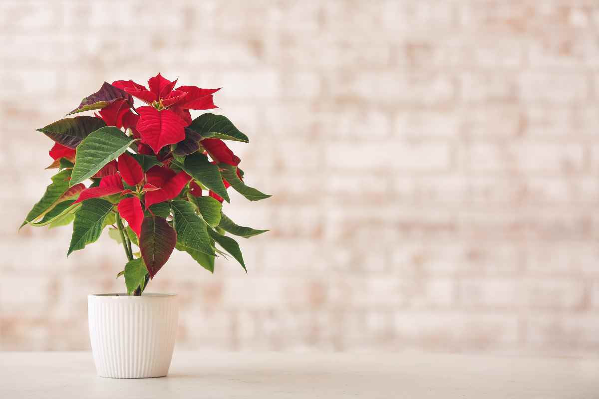 Scegli queste piante alternative alle stelle di Natale