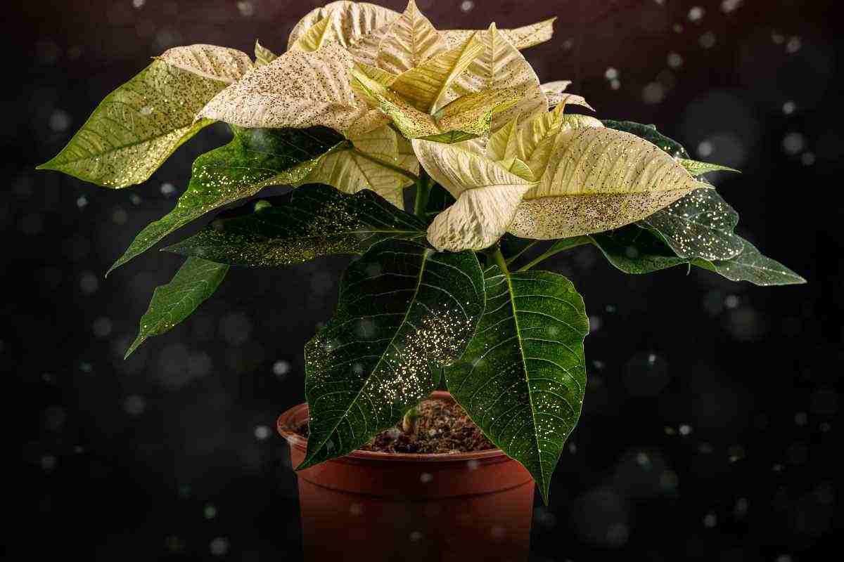 come far rifiorire la stella di natale