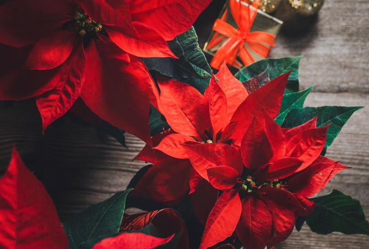 Significato della Stella di Natale nel linguaggio dei fiori