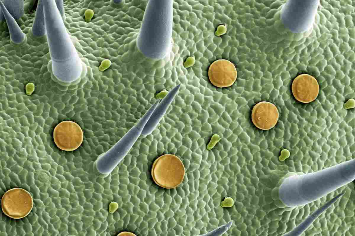 stomi delle foglie emettono composti chimici per comunicare