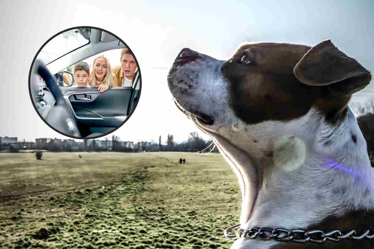 Cane ritrovato dalla famiglia dopo 7 anni