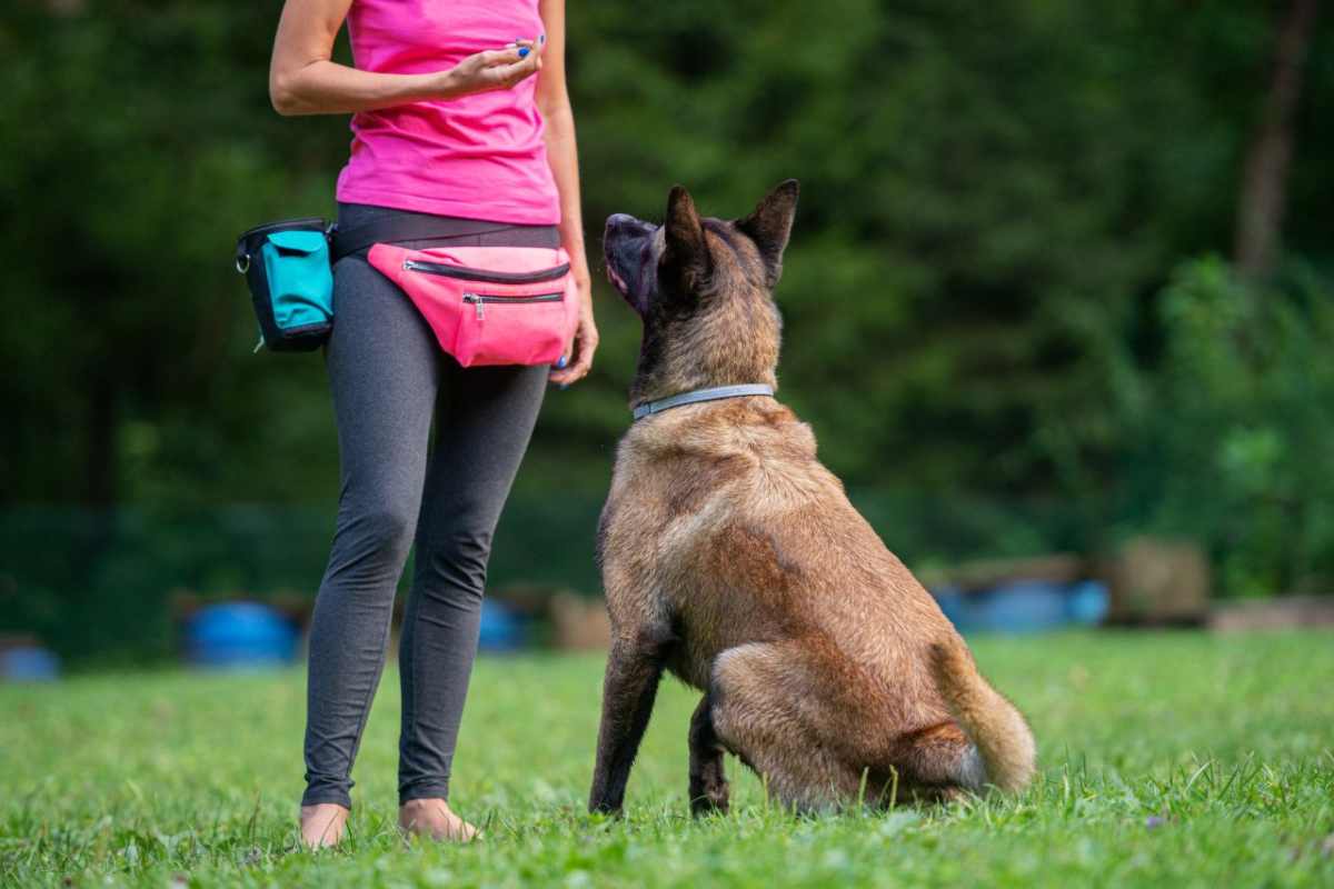 Primi comandi che il cane impara con facilità