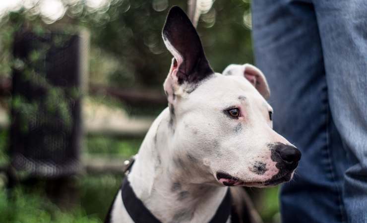 Cane rubato viene ritrovato 