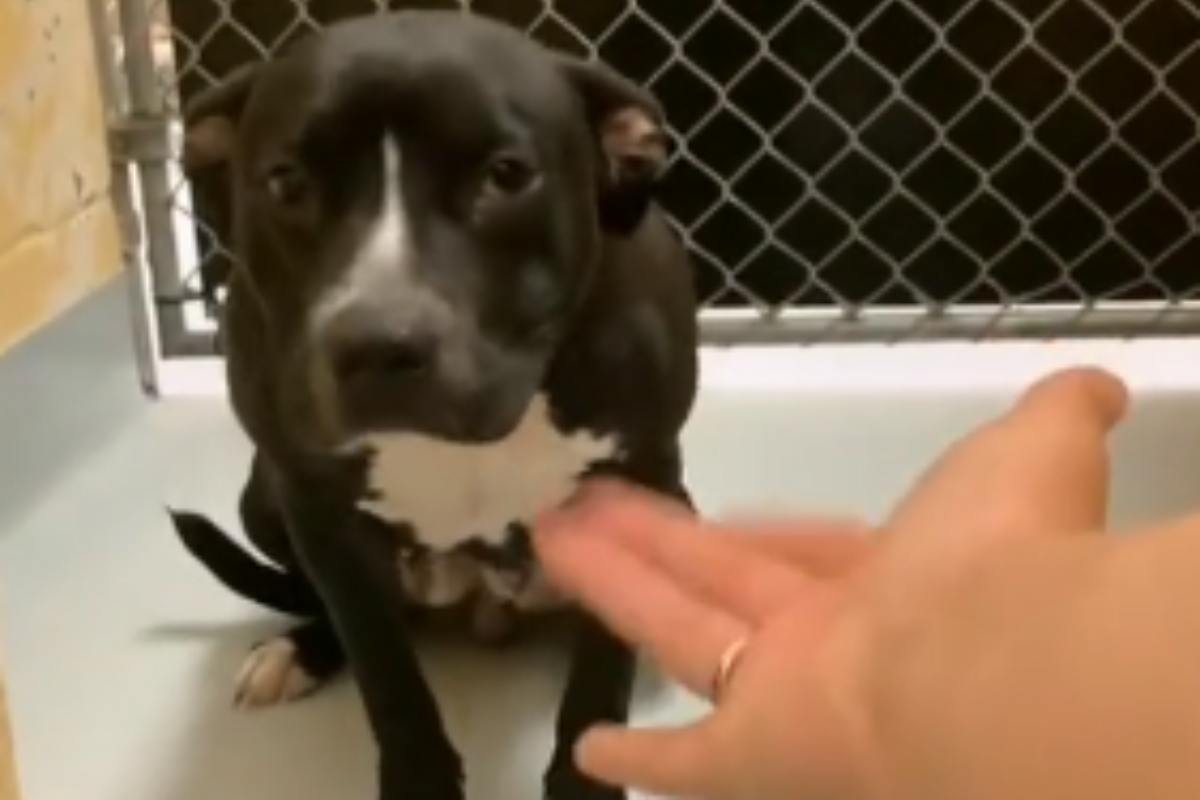 Cane trova casa dopo due anni