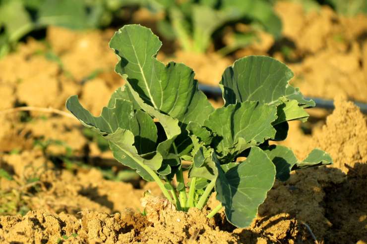piante gennaio cavolfiore