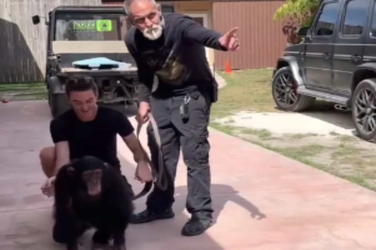 Scimpanzé emozionato di fronte ai proprietari