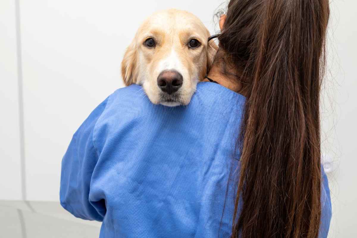 Come allungare la vita al cane anziano