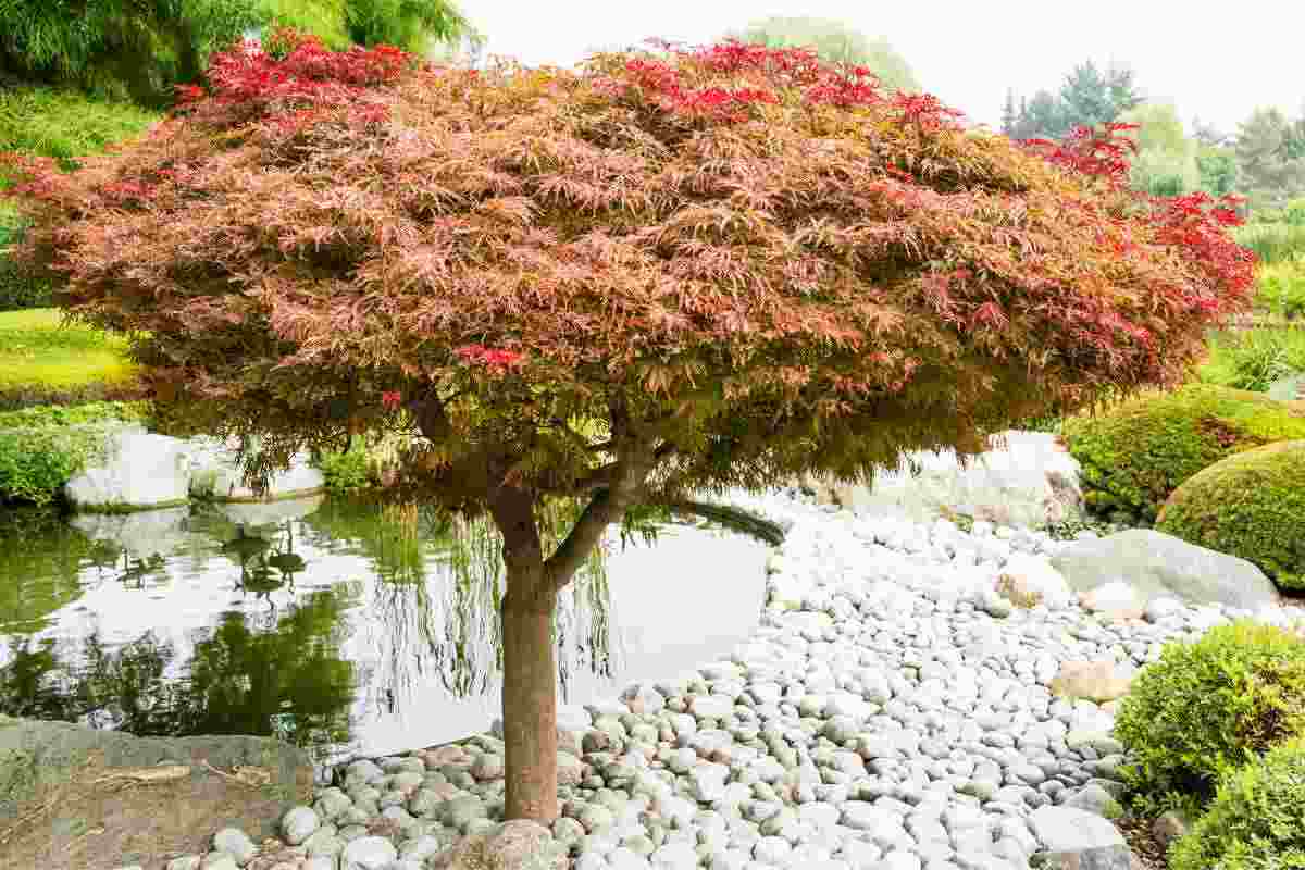 acero è adatto a giardino piccolo