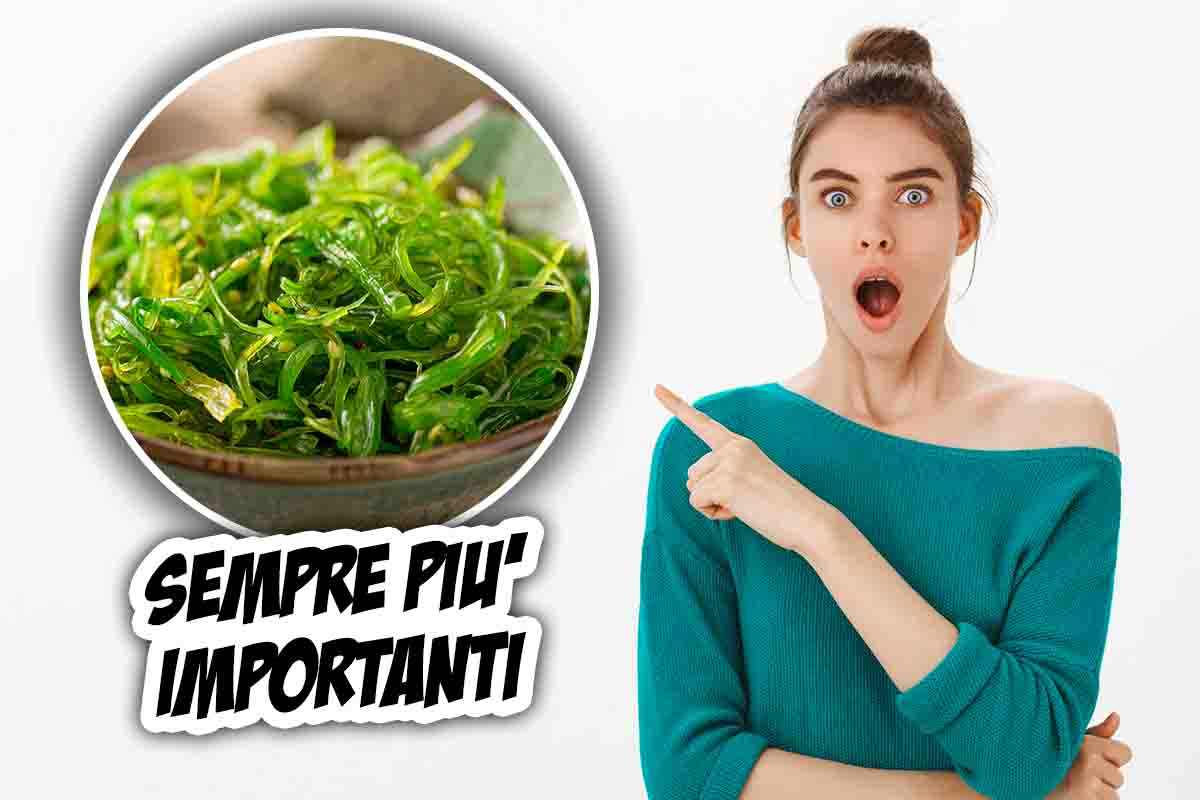 alghe cibo colmo di proteine e micronutrienti