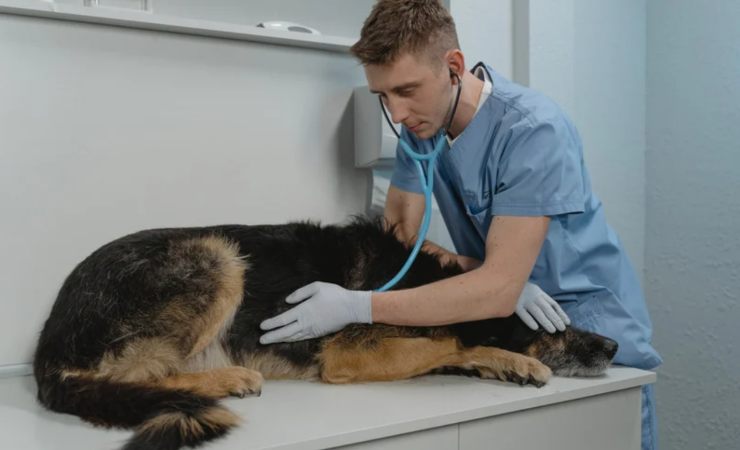 bonus 200 euro per animali domestici