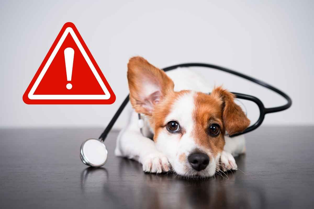 pericoli intossicazione alimentare cane e gatto