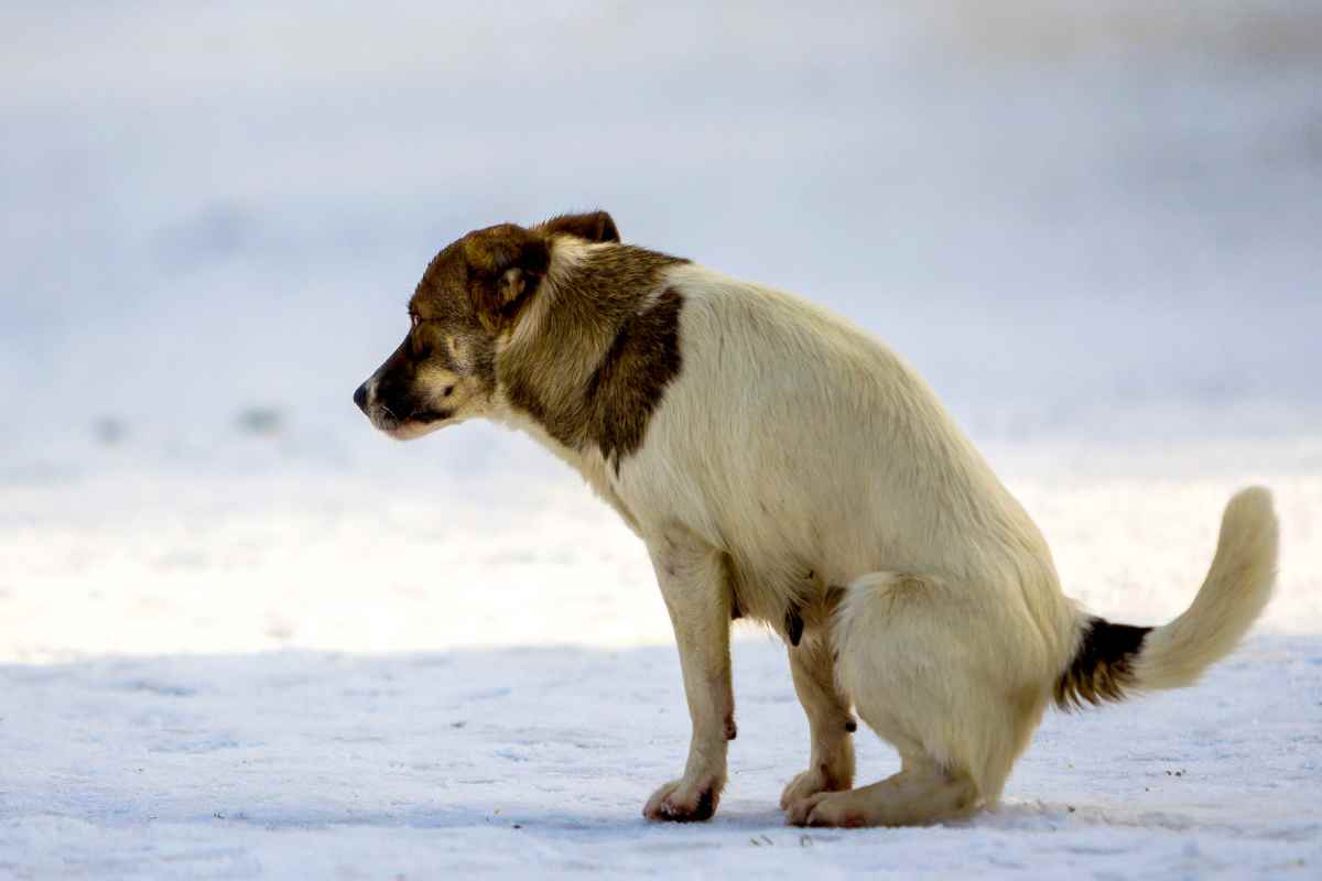 Stretta dei Comuni sugli Escrementi di cani in strada