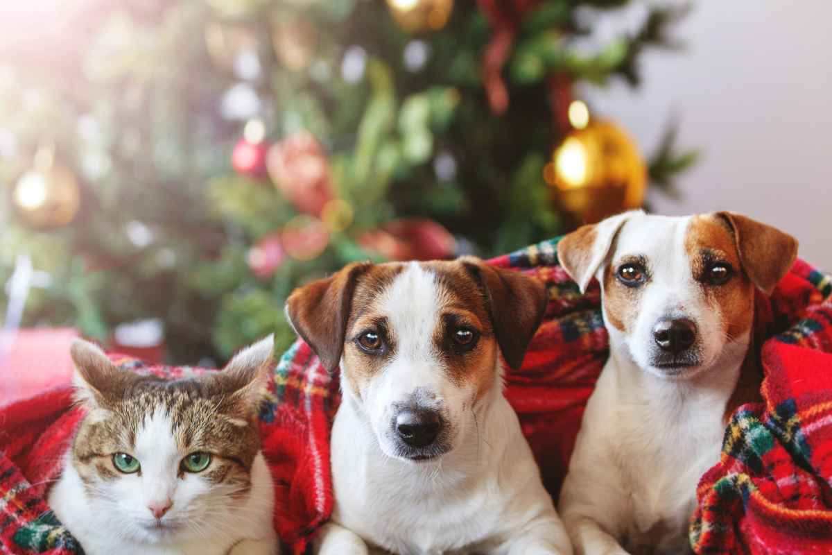 alimentazione corretta cane e gatto