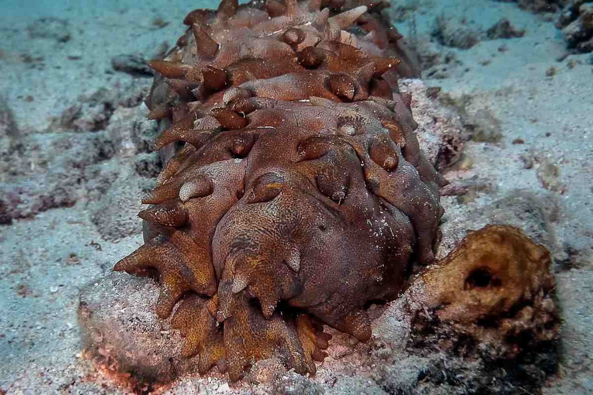 Cetriolo marino