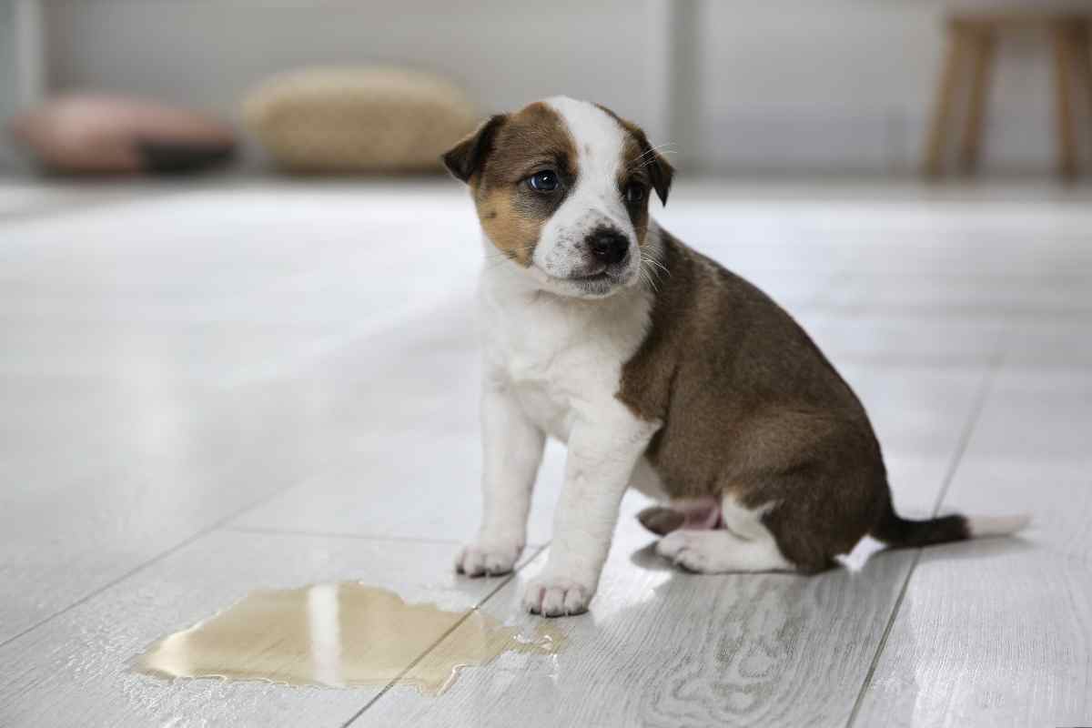 Rimuovere puzza di pipì del cane