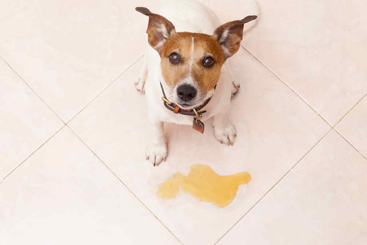 Rimuovere puzza di pipì del cane
