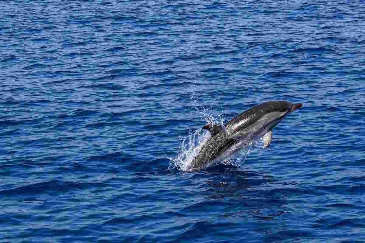 Delfino unico a largo della Grecia