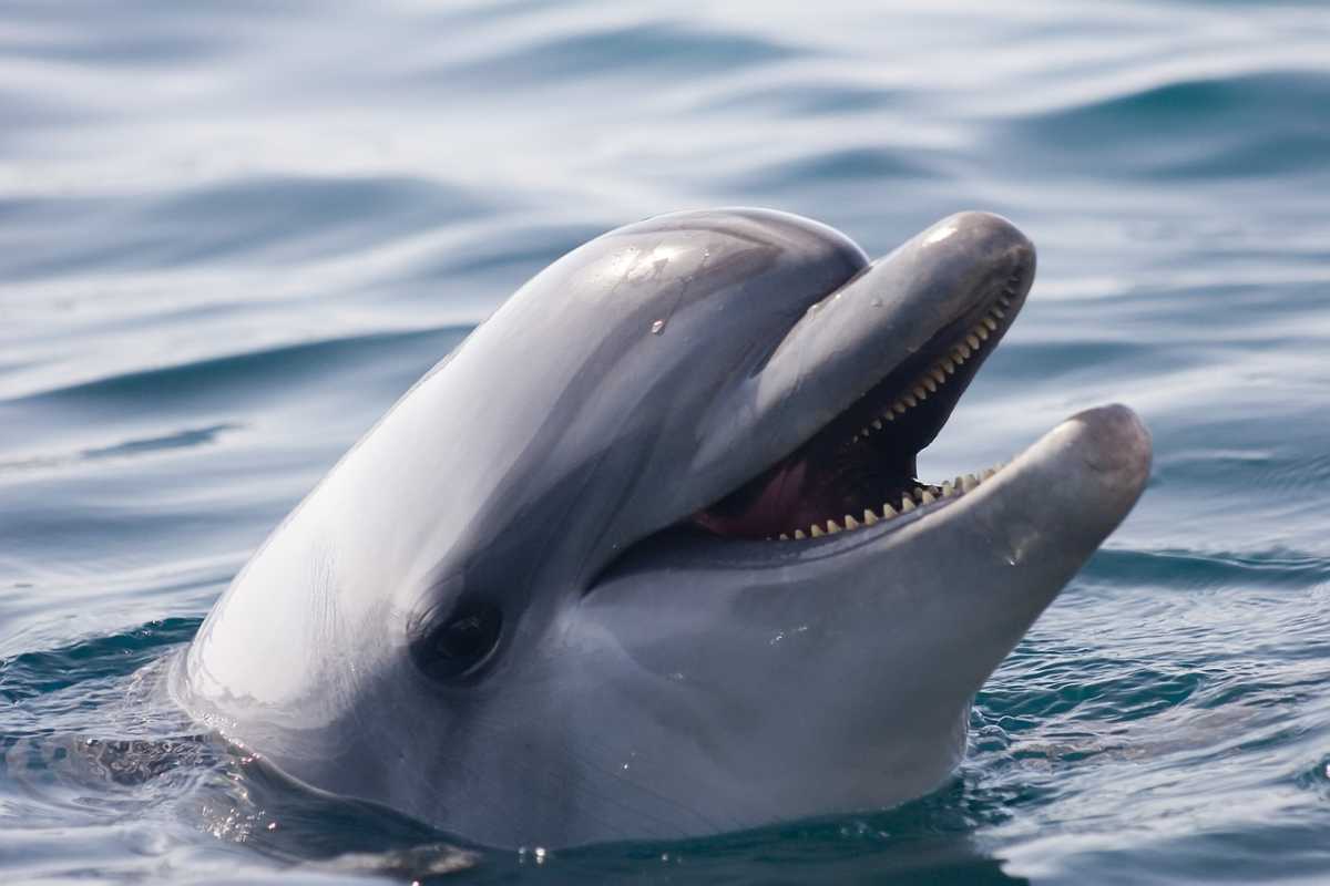 Esemplare di delfino mai visto