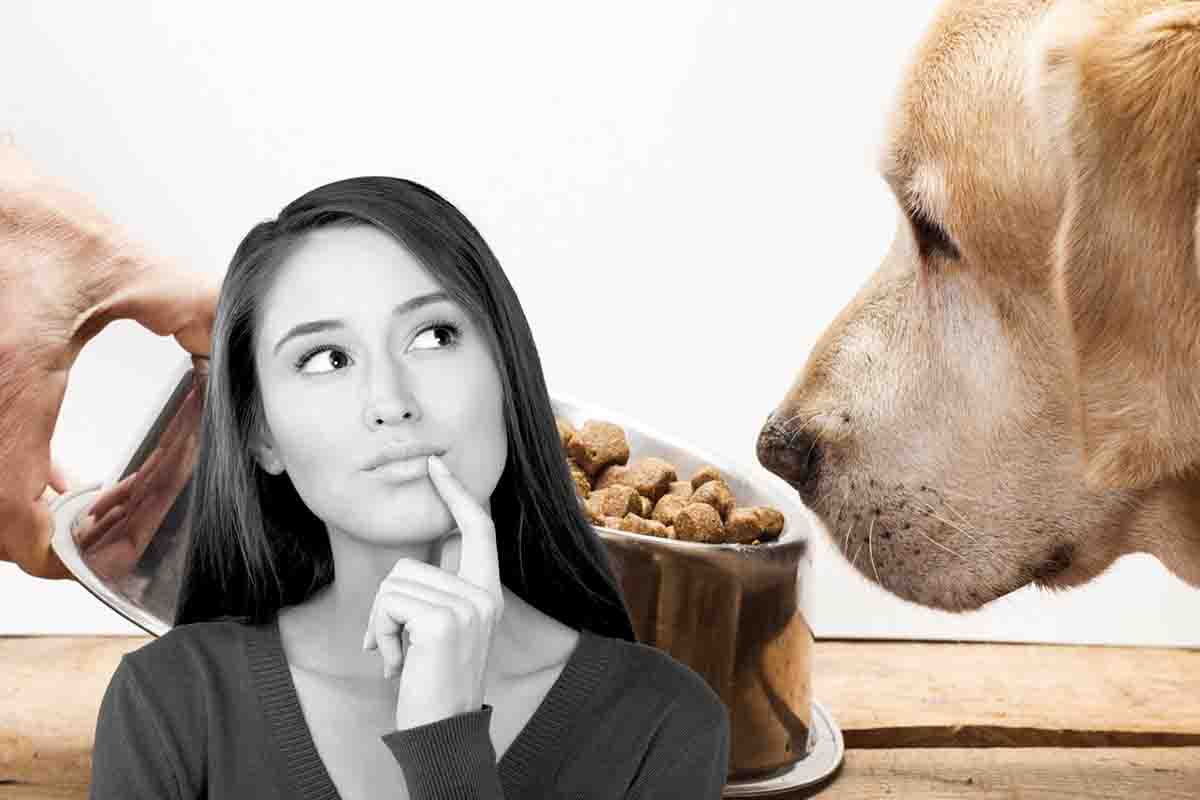 Il tuo amico a quattro zampe mangia abbastanza?