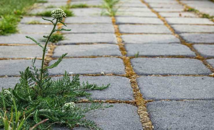 erbacce giardino rimedi naturali