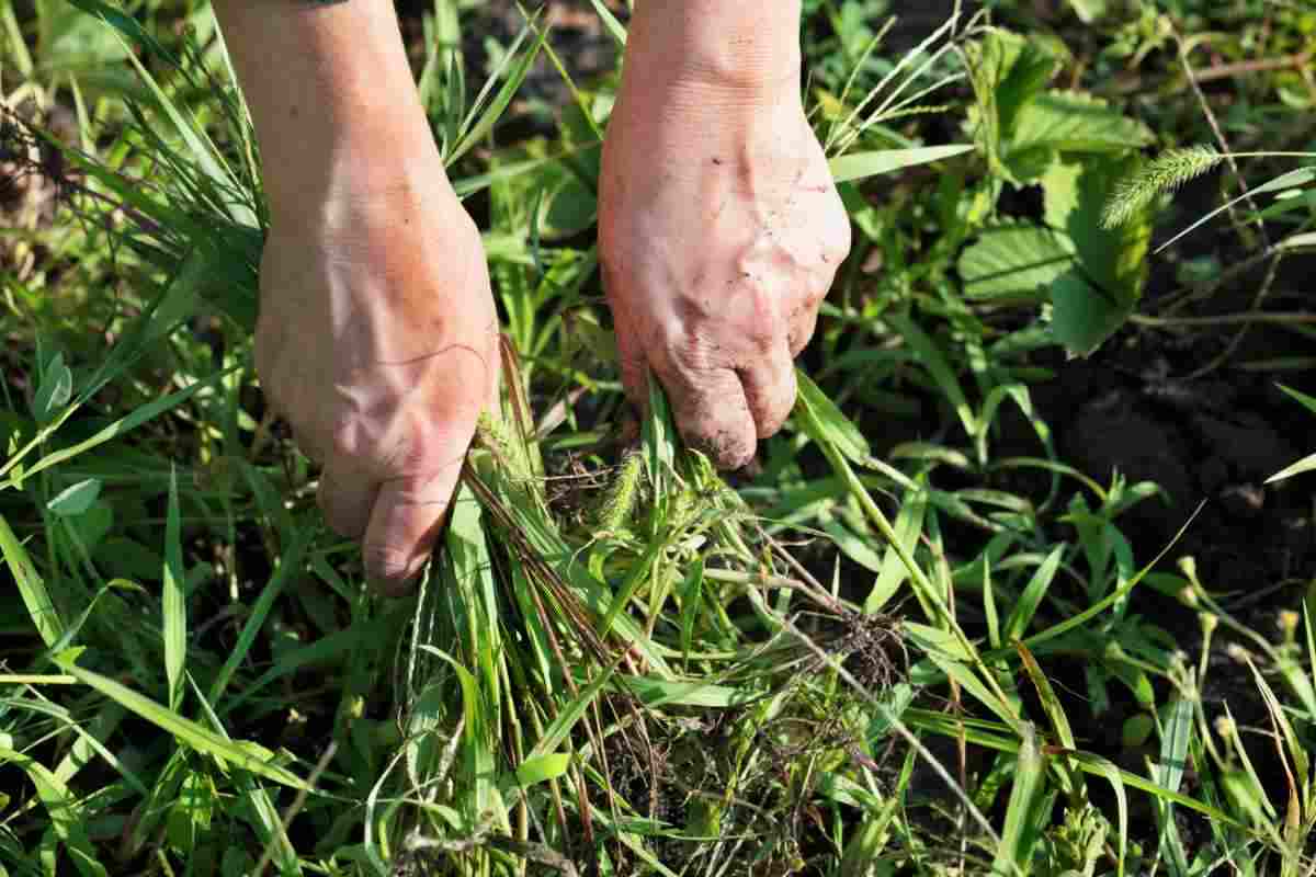 Come liberarsi delle erbacce dai viali in giardino senza utilizzare i  diserbanti - Donna Moderna