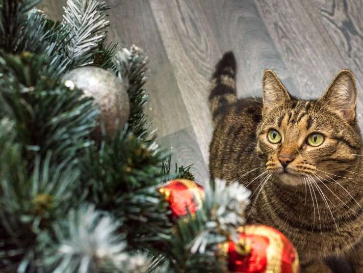 profumo anti gatto albero natale
