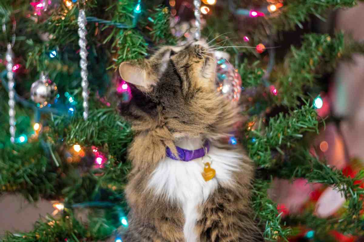 gatto albero di natale