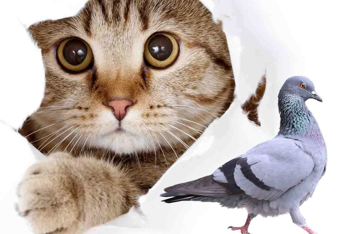 Nada além de inimigos!  O gato e a pomba brincando juntos: você nunca verá nada mais doce – vídeo
