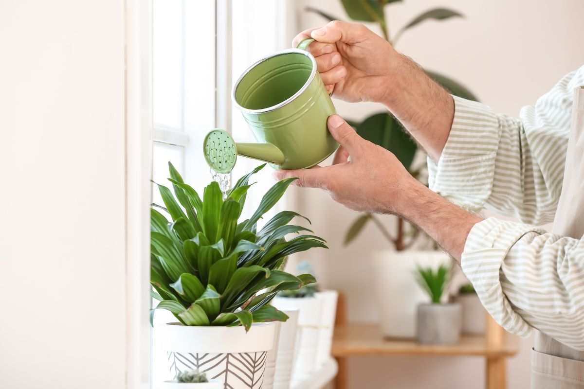 evitare sprechi acqua pianta