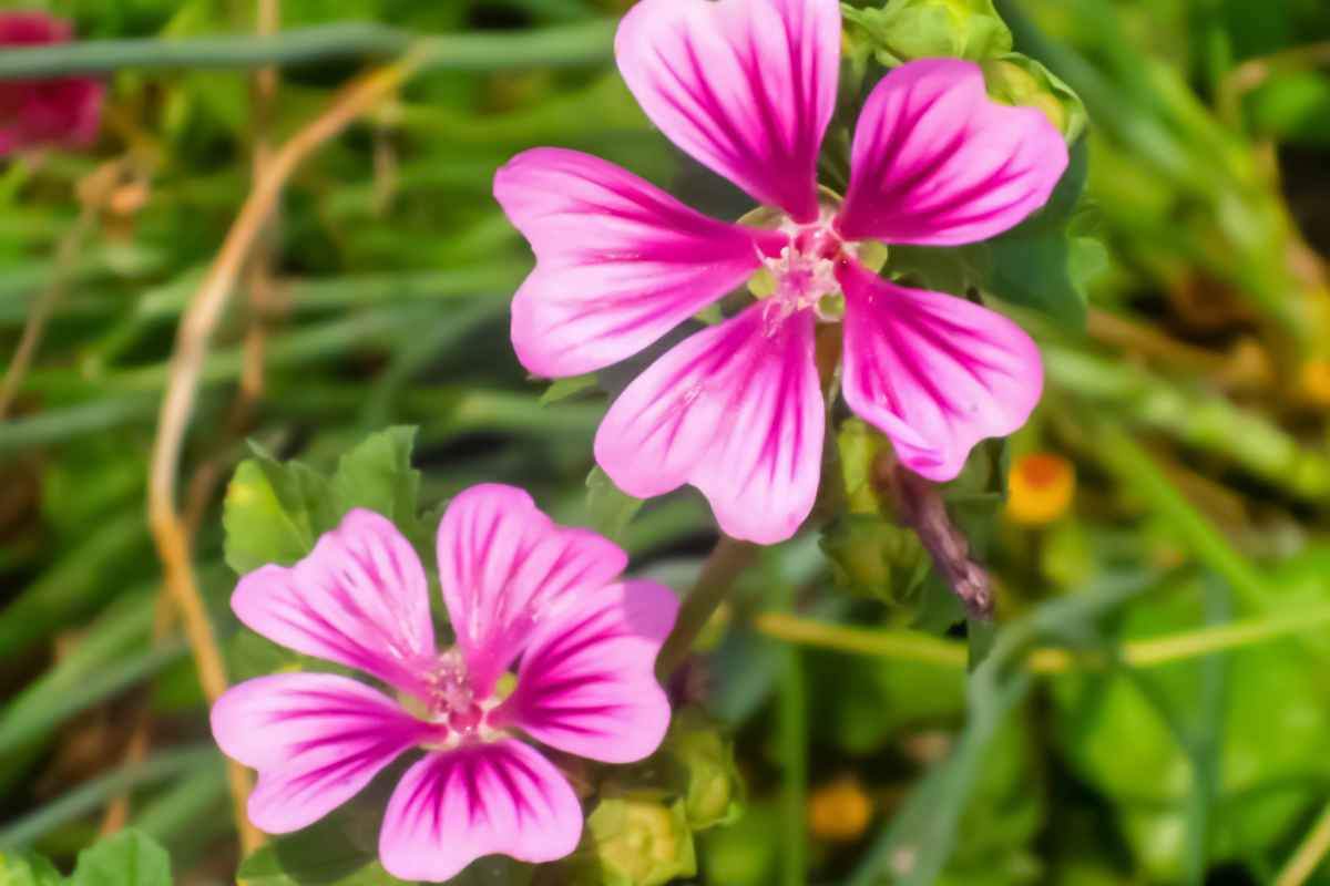 proprietà curative malva