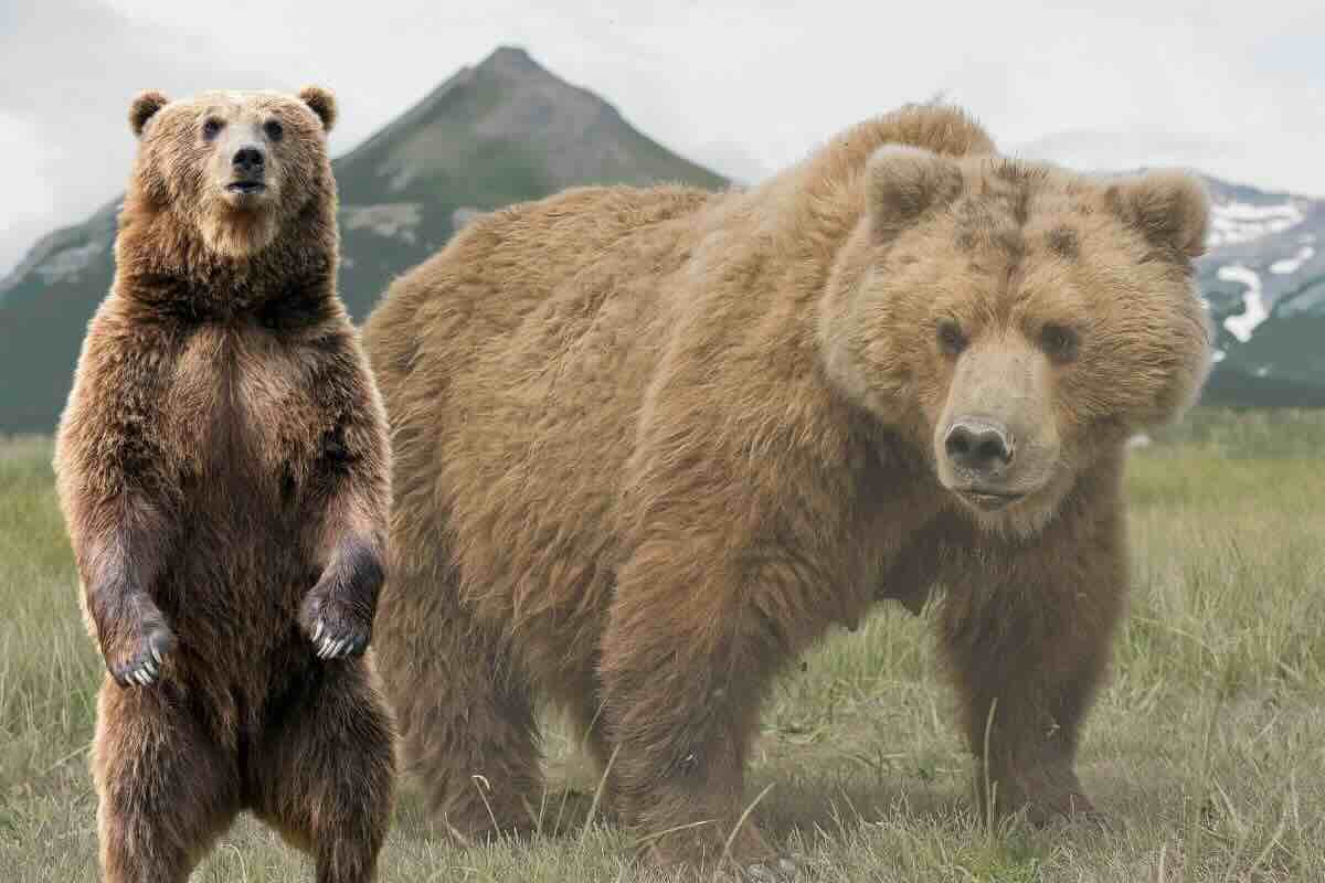 Climate change has profoundly affected brown bears: here’s what happened to them