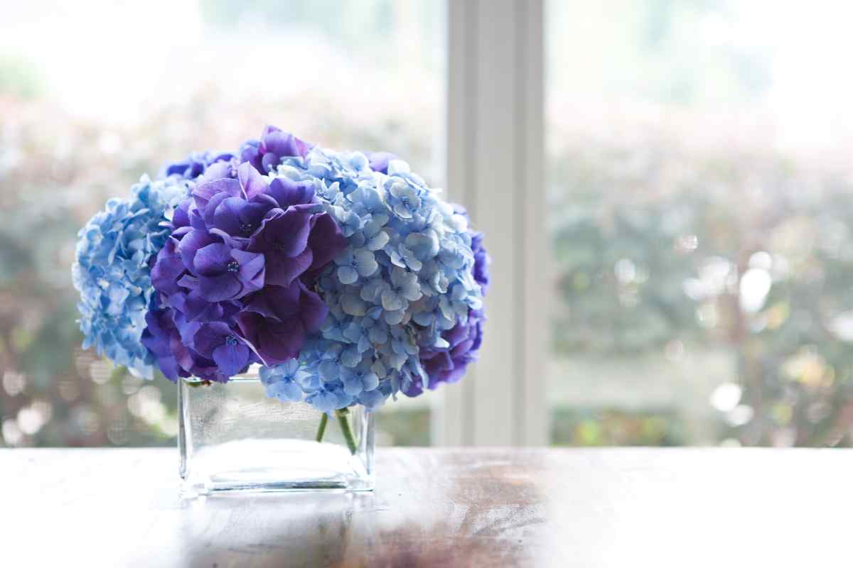 fiori da piantare a dicembre