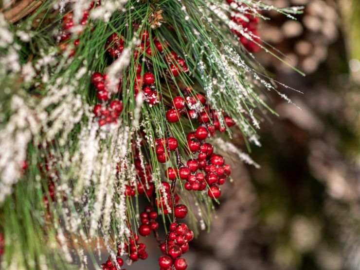5 piante natale