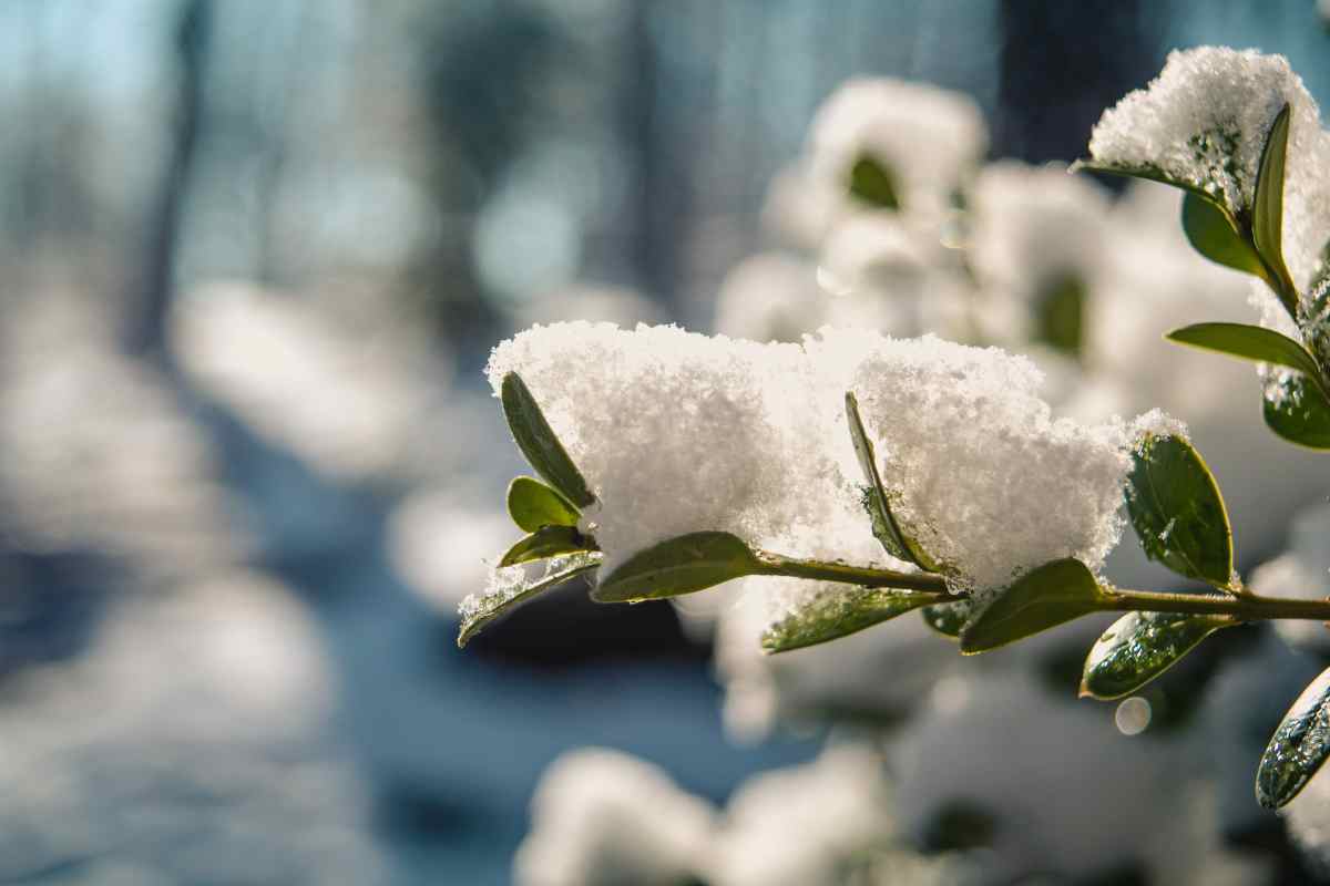 cosa piantare nel cuore dell'inverno