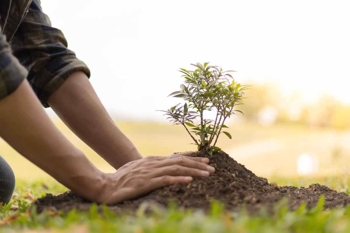 quali alberi piantare un un giardino piccolo