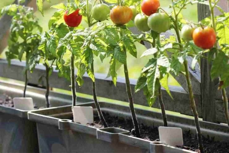 verdure adatte all'orto in balcone