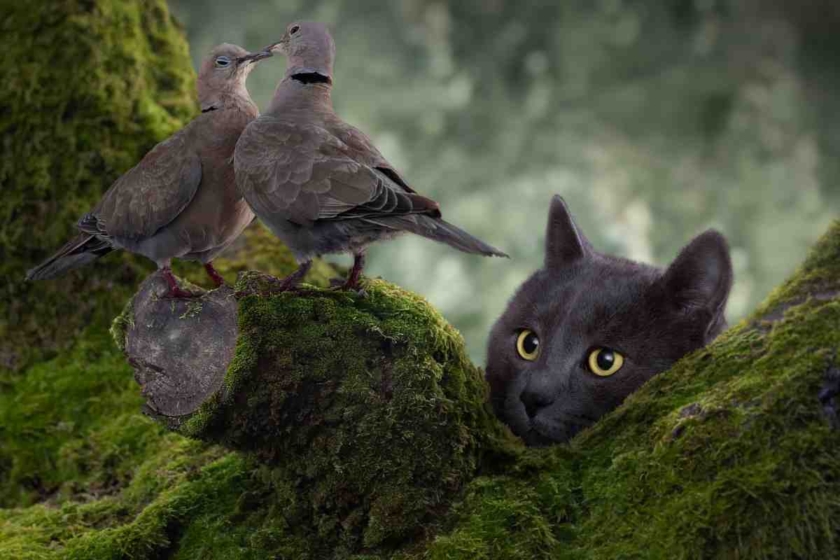 Vídeo engraçado de pombo e gato