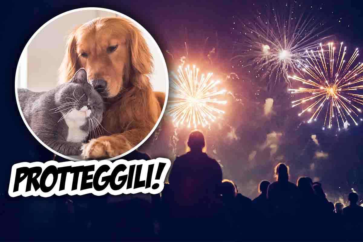 botti di capodanno e animali