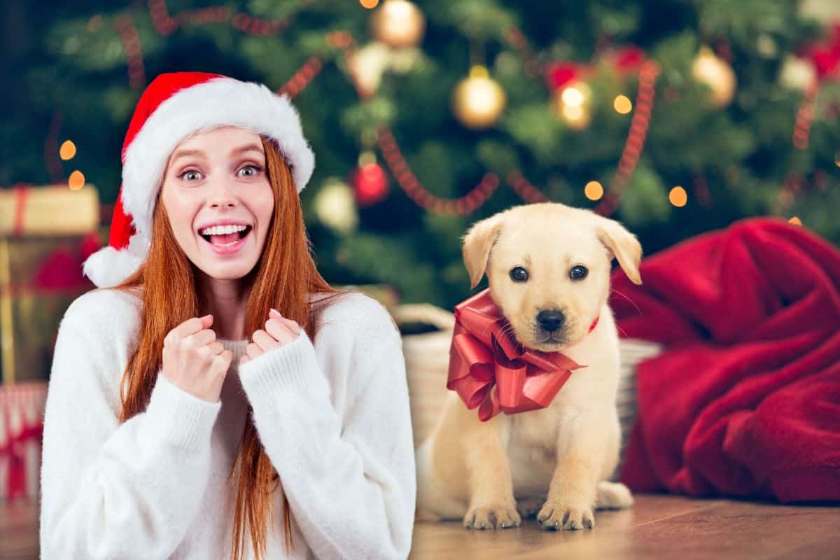non regalare un cane a natale