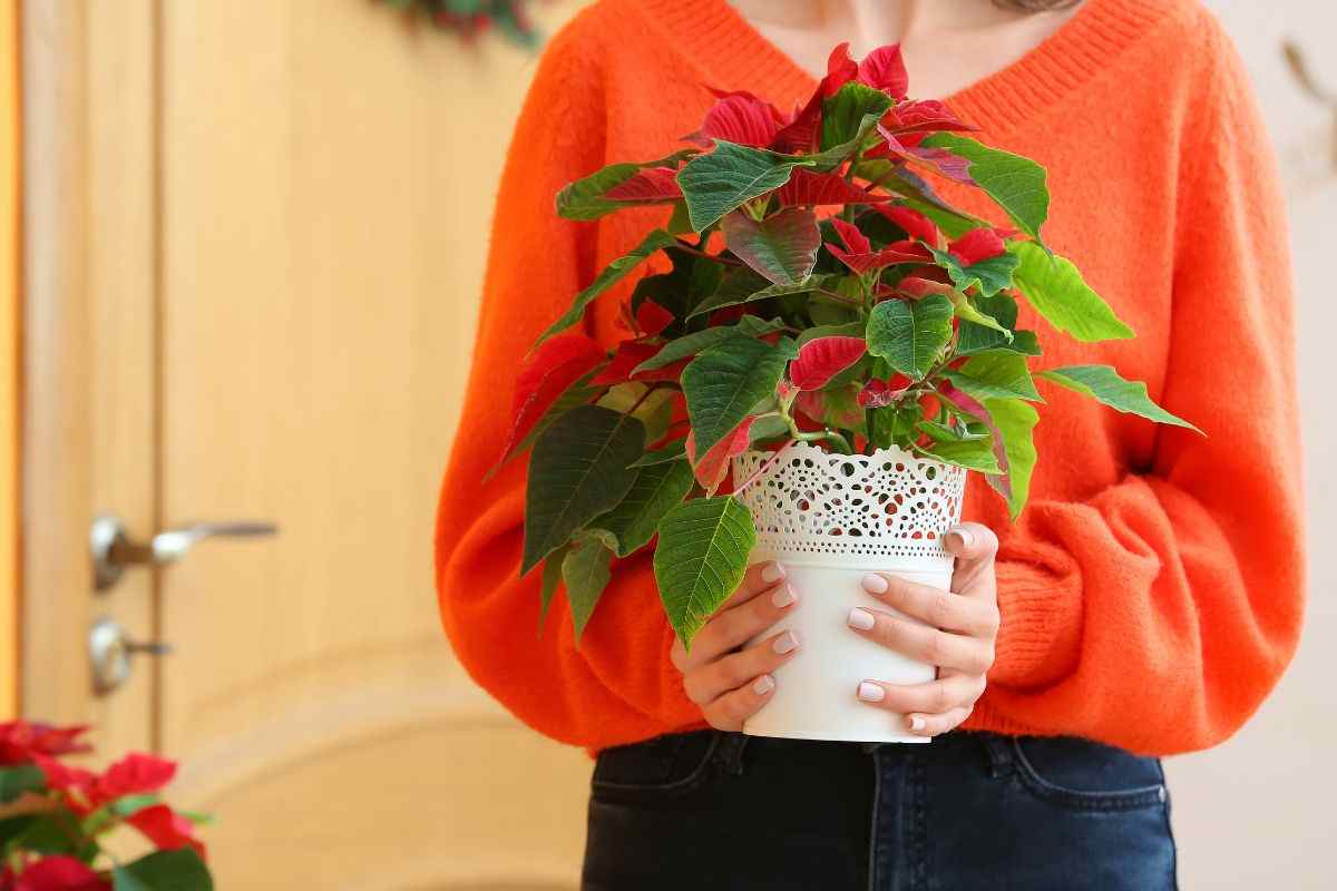 piante regalare natale