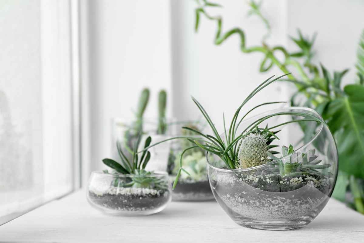 come fare un terrarium