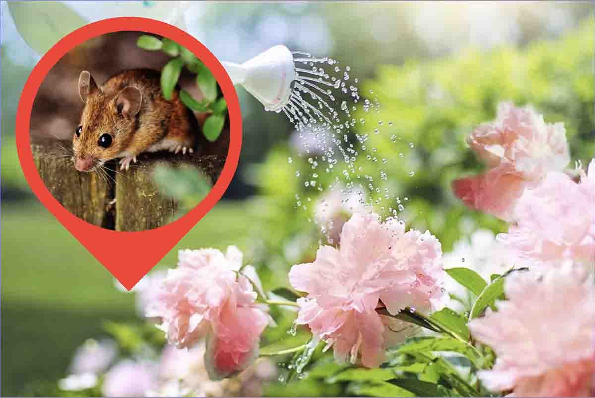 Allontana i topi dal giardino con questo trucco