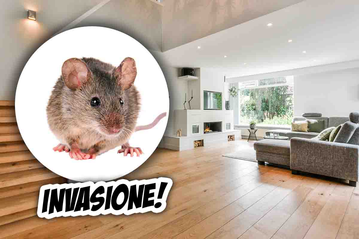 Cattive abitudini che portano topi in casa